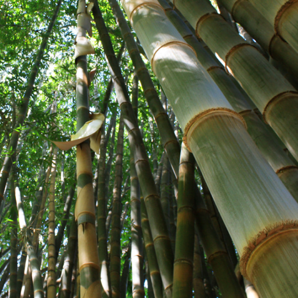 rừng tre mai - Dendrocalamus Giganteus