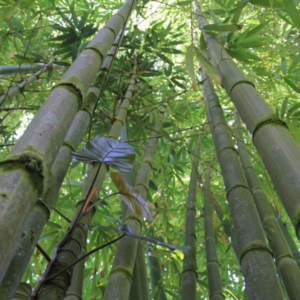 rừng tre mạnh tông - Dendrocalamus Asper