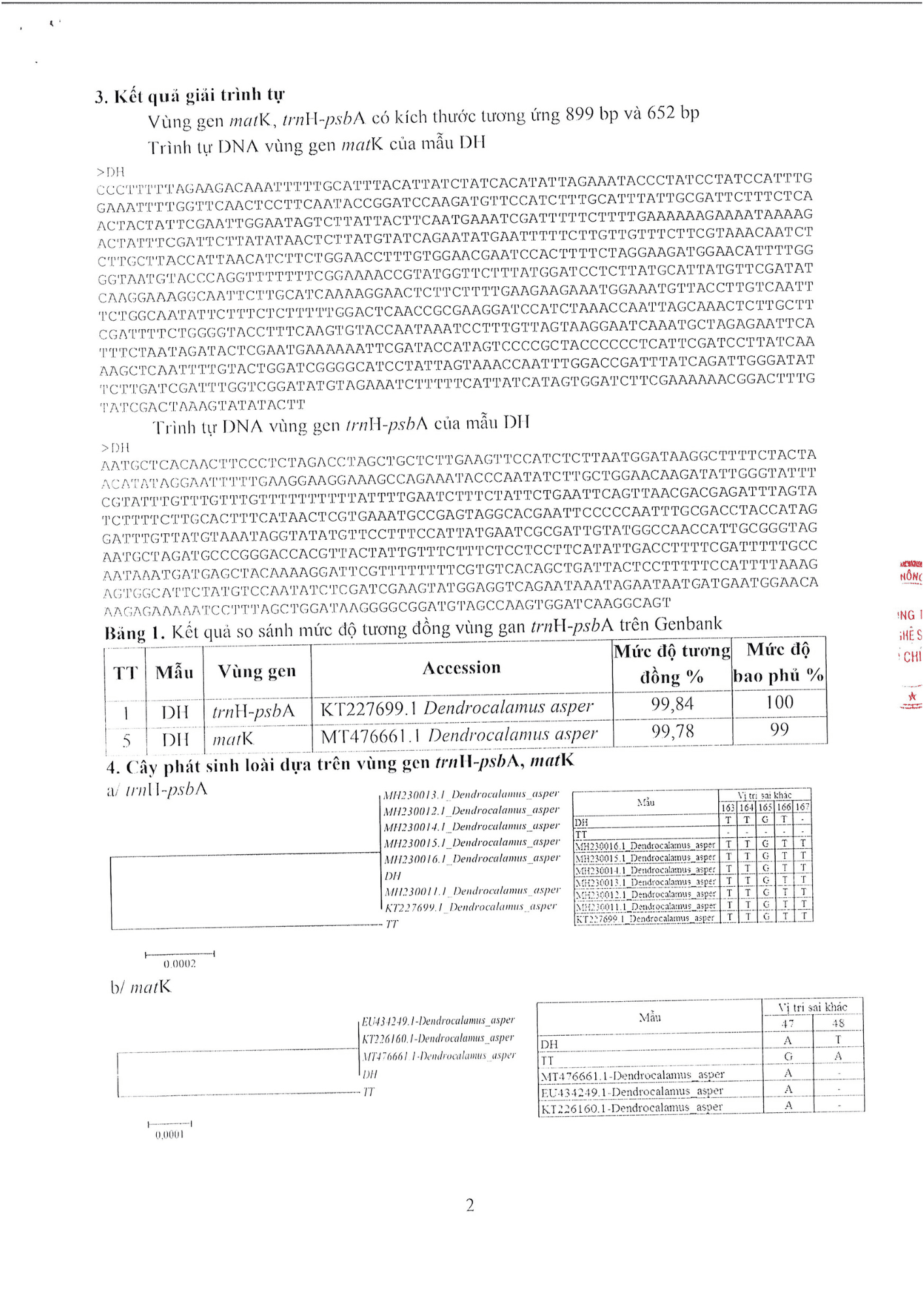 Dendrocalamus-Asper-T2.png
