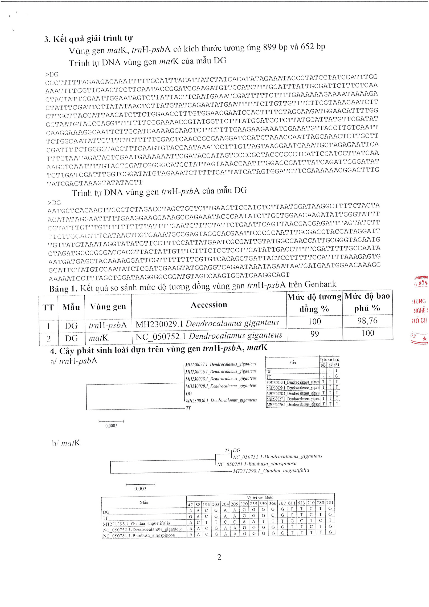 Dendrocalamus-Giganteus-T2.png