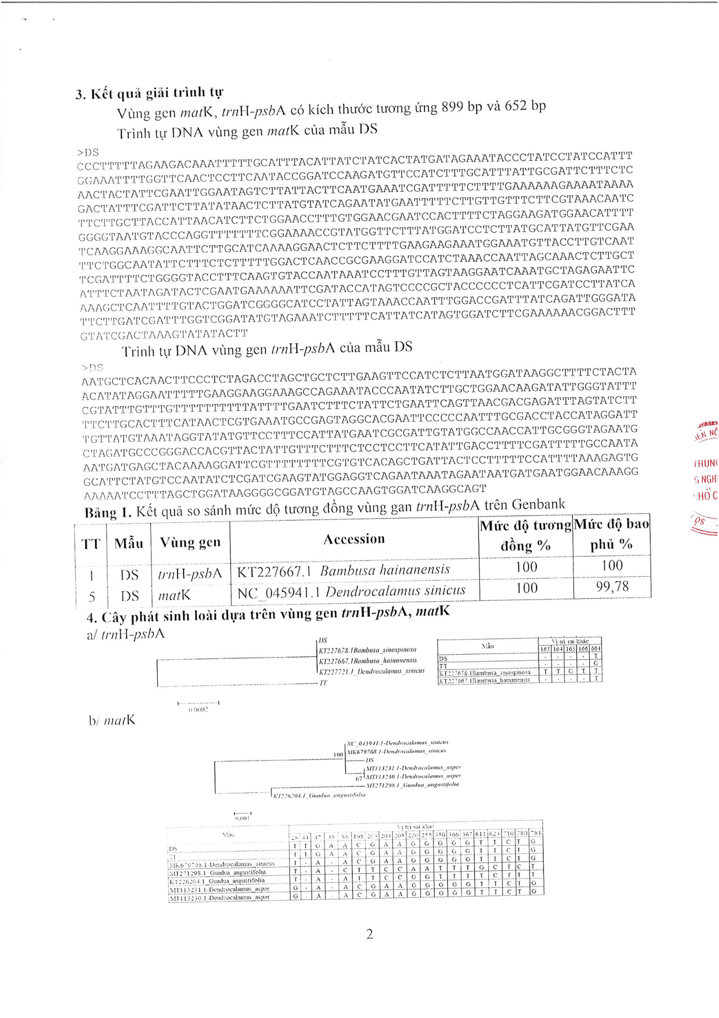 Dendrocalamus-Sinicus-T2.png