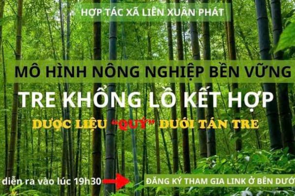 MÔ HÌNH LÀM KINH TẾ TRỒNG TRE KHỔNG LỒ