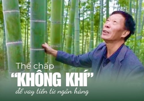 Trồng rừng tre và cơ hội sinh lợi từ tín chỉ carbon