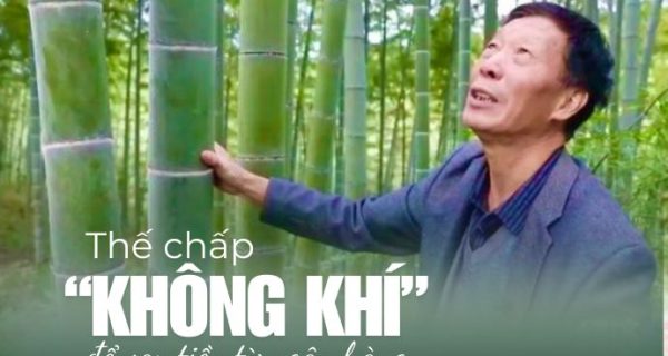 Trồng rừng tre và cơ hội sinh lợi từ tín chỉ carbon
