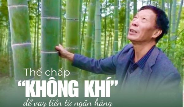 Trồng rừng tre và cơ hội sinh lợi từ tín chỉ carbon