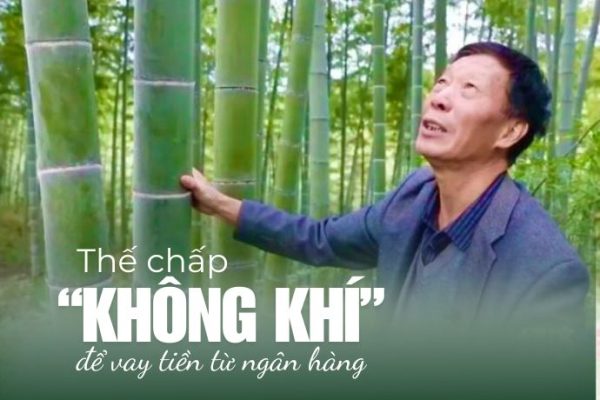 Trồng rừng tre và cơ hội sinh lợi từ tín chỉ carbon