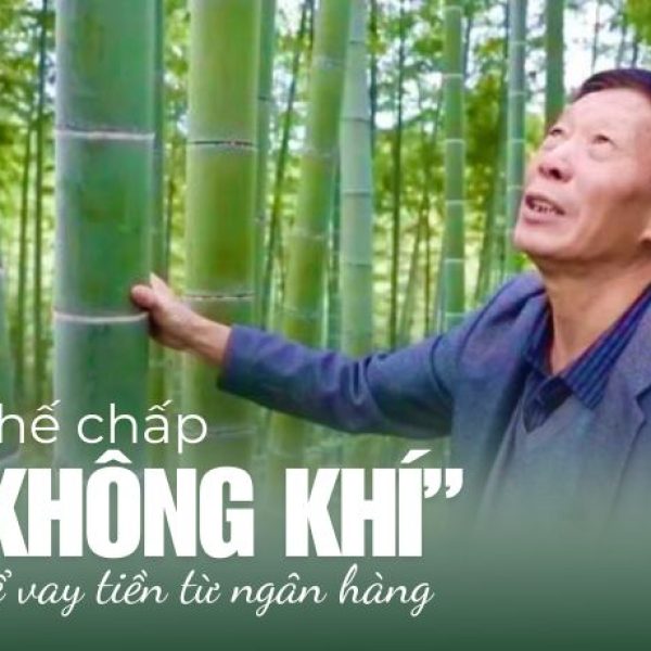 Trồng rừng tre và cơ hội sinh lợi từ tín chỉ carbon