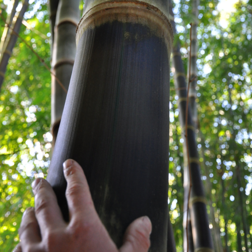 Tre mạnh tông – Dendrocalamus Asper